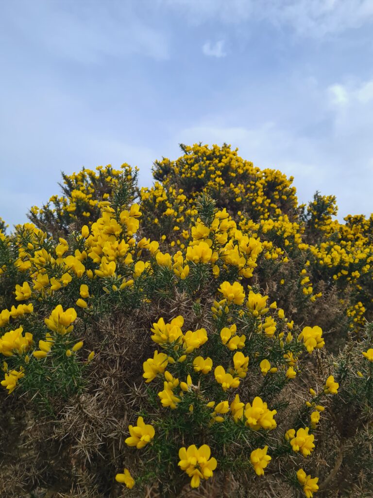 Photo of a gorse bush with yellow flowers under a blue sky
