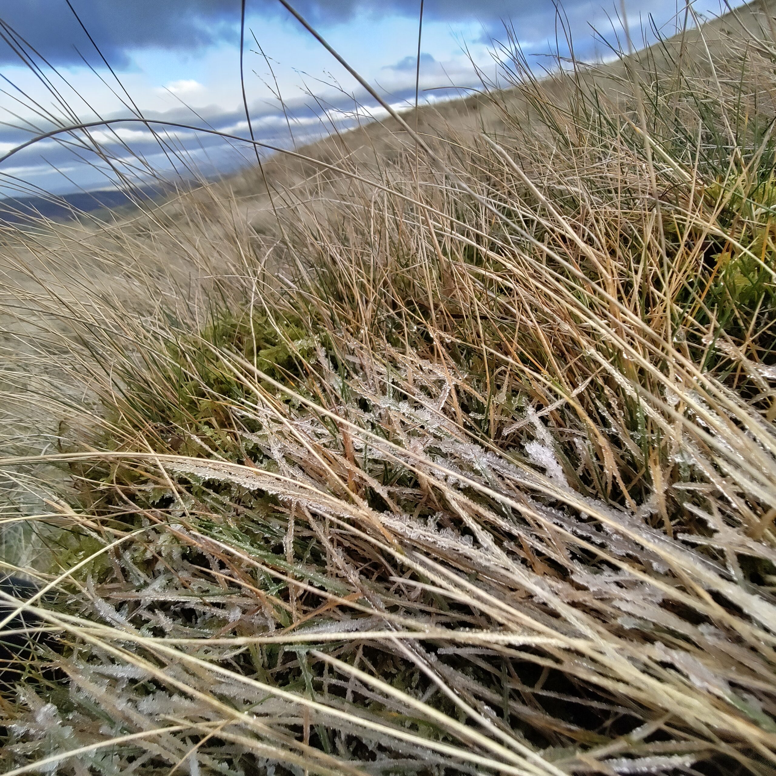 Frosted grasses on a hillside. In the distance, snow-capped hills and a white sky with slate grey clouds
