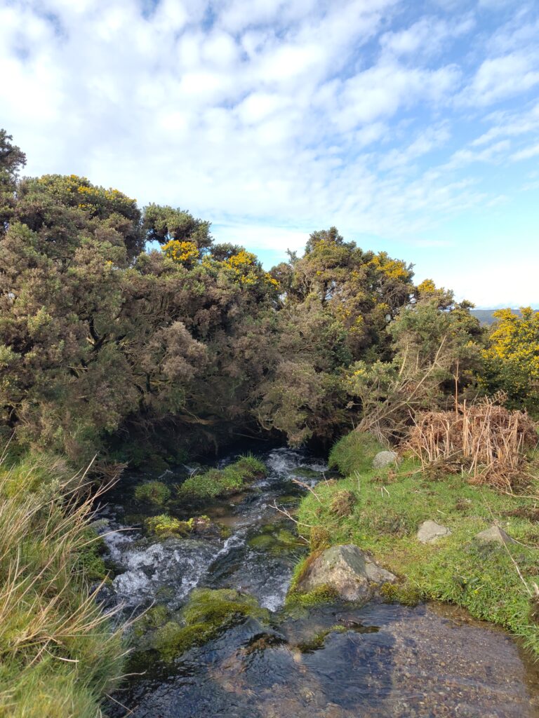 A stream tumbling between grassy banks, part-shaded by gorse bushes, under a blue sky with cotton wool clouds